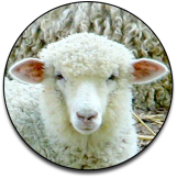 Christian-Sheep